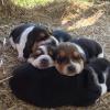ESPLENDIDOS CACHORROS BASSET HOUND, CERTIFICADOS EN RAZA Y SALUD. Imagen