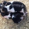 ESPLENDIDOS CACHORROS BASSET HOUND, CERTIFICADOS EN RAZA Y SALUD. Imagen