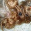 YORKSHIRE TERRIER MINIATURA CALIDAD SHOW OFRECE BULLFER KENNEL CRIADERO 25 AÑOS  Imagen