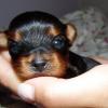 YORKSHIRE TERRIER MINIATURA CALIDAD SHOW OFRECE BULLFER KENNEL CRIADERO 25 AÑOS  Imagen