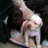 LABRADOR RETRIEVER AMERICANO COLOR CHOCOLATE  Y DORADO FENOTIPO Y GENOTIPO SHOW Imagen