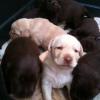 LABRADOR RETRIEVER AMERICANO COLOR CHOCOLATE  Y DORADO FENOTIPO Y GENOTIPO SHOW Imagen