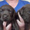 LABRADOR RETRIEVER AMERICANO COLOR CHOCOLATE  Y DORADO FENOTIPO Y GENOTIPO SHOW Imagen