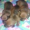 TECKEL - DACHSHUND - SALCHICHA MINIATURA - VENTA CACHORROS PUROS CERTIFICADOS - ENTREGA INMEDIATA BOGOTA - ENVIOS  Imagen