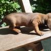 TECKEL - DACHSHUND - SALCHICHA MINIATURA - VENTA CACHORROS PUROS CERTIFICADOS - ENTREGA INMEDIATA BOGOTA - ENVIOS  Imagen