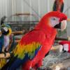 Niños loros y loro huevos para la venta.  Imagen