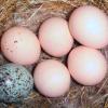 *Saludable loros y  huevos disponibles* Imagen