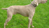 Weimaranerb