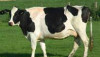 holstein-cow