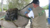 Vacunacion-Ecefalitis-Equina