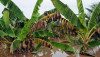 platanos_bajo_agua