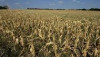 SEQUÍAS AFECTAN CULTIVOS EN ESTADOS UNIDOS E INCREMENTAN PRECIOS