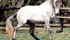 caballo lusitano