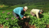agricultores_andina