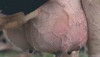 foto-vaca-mastitis