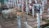 Feria La Mesa