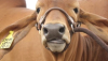 Agroexpo 2015
