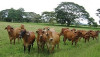 Pasturas tropicales