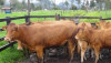 Limousin