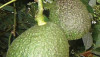 aguacate