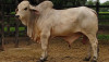 Brahman