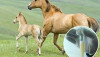 Inseminar equinos