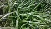 Ryegrass