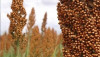 Sorgo