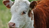 Queratoconjuntivitis bovina