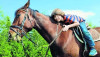 The boy is riding a horse in the park. Sunny summer day.