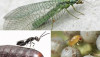Controladores biologicos