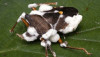 Microorganismos patogenos