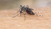 Dengue