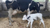 Bienestar animal
