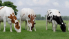 Holstein roja