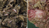 Paramphistomiasis