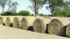 Rollos de heno