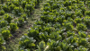 Agricultura regenerativa