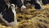 Vacas comiendo