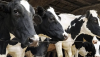 Vacas