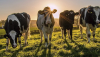 Vacas