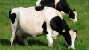 Vacas en gestación