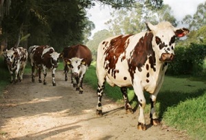 Ganado Normando Normande Cattle | CABI Compendium