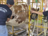 Sequía. Guía para el cuidado de bovinos y pastos