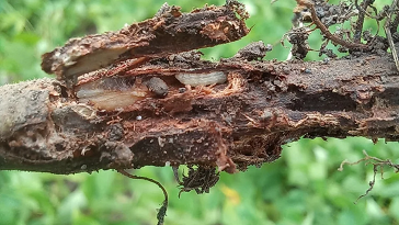 Frylesillo Insect Fríjol. Identifican insecto que lo amenaza en América del Sur - Notiagro