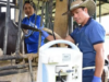 Ecografía bovina. Su importancia