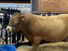 Hachiro. Campeón mundial de raza Wagyu