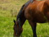 Brotes de rabia y encefalitis equina en el Casanare