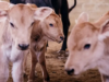 Trillizos bovinos nacieron en Guarne (Antioquia)