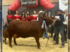 Eva. Vaca angus que brilló en Agroexpo 2025